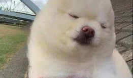 博美爆料新闻视频播放下载